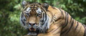 Preview wallpaper tiger, grin, predator, pose