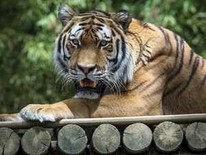 Preview wallpaper tiger, grin, predator, pose