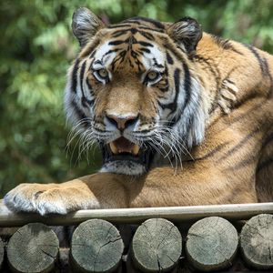 Preview wallpaper tiger, grin, predator, pose