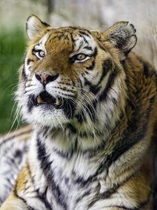 Preview wallpaper tiger, grin, predator, big cat, wild