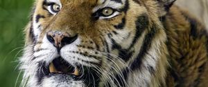 Preview wallpaper tiger, grin, predator, big cat, wild