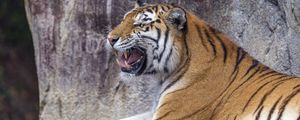 Preview wallpaper tiger, grin, predator, animal, wildlife