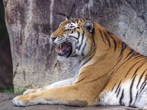 Preview wallpaper tiger, grin, predator, animal, wildlife