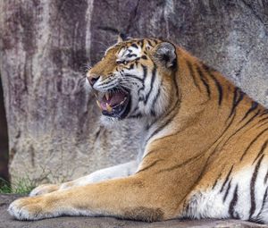 Preview wallpaper tiger, grin, predator, animal, wildlife