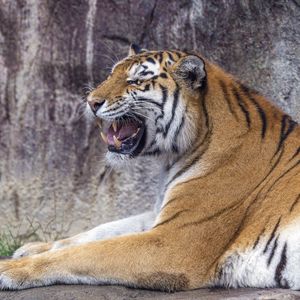 Preview wallpaper tiger, grin, predator, animal, wildlife