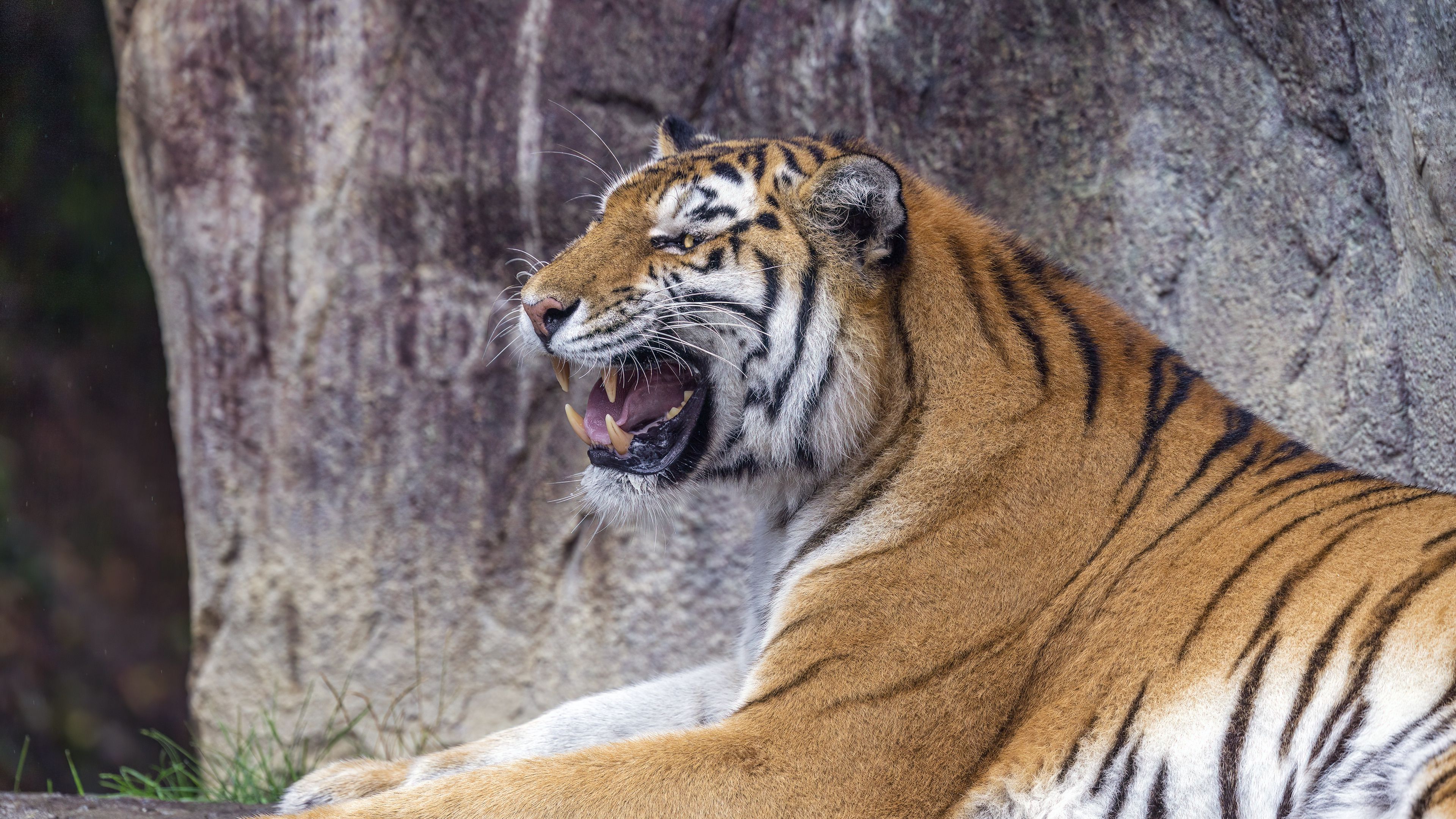 Download wallpaper 3840x2160 tiger, grin, predator, animal, wildlife 4k ...