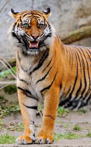 Preview wallpaper tiger, grin, predator, animal, blur