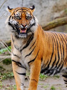 Preview wallpaper tiger, grin, predator, animal, blur
