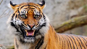 Preview wallpaper tiger, grin, predator, animal, blur