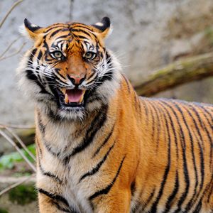 Preview wallpaper tiger, grin, predator, animal, blur