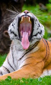 Preview wallpaper tiger, grin, protruding tongue, predator, big cat