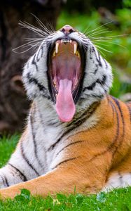 Preview wallpaper tiger, grin, protruding tongue, predator, big cat