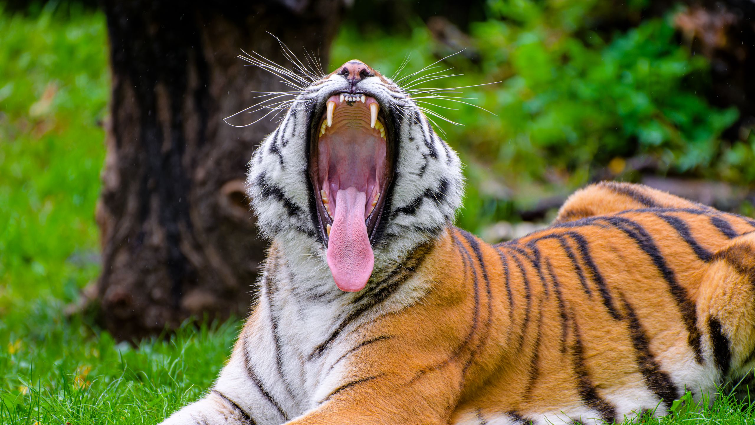 Download wallpaper 2560x1440 tiger, grin, protruding tongue, predator ...