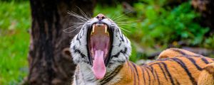 Preview wallpaper tiger, grin, protruding tongue, predator, big cat