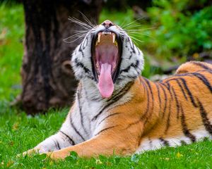 Preview wallpaper tiger, grin, protruding tongue, predator, big cat