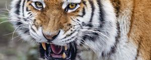 Preview wallpaper tiger, grin, striped, animal, predator