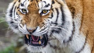 Preview wallpaper tiger, grin, striped, animal, predator