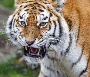 Preview wallpaper tiger, grin, striped, animal, predator