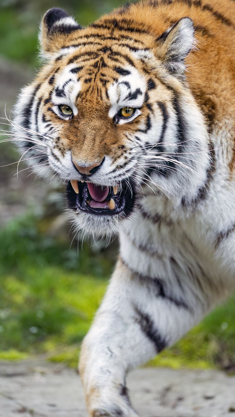 Download wallpaper 800x1420 tiger, grin, striped, animal, predator ...