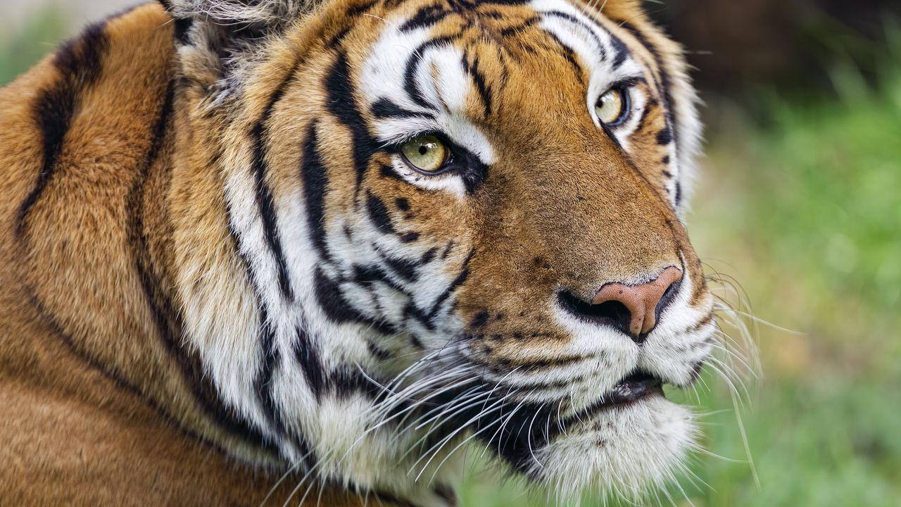 Wallpaper tiger, head, animal, predator, big cat, grass