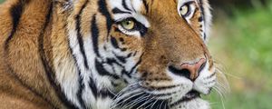 Preview wallpaper tiger, head, animal, predator, big cat, grass