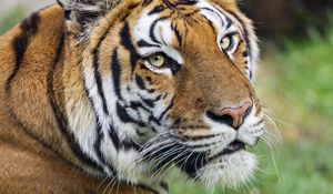 Preview wallpaper tiger, head, animal, predator, big cat, grass