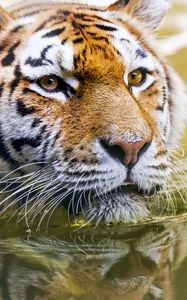 Preview wallpaper tiger, head, predator, water, big cat