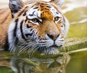 Preview wallpaper tiger, head, predator, water, big cat