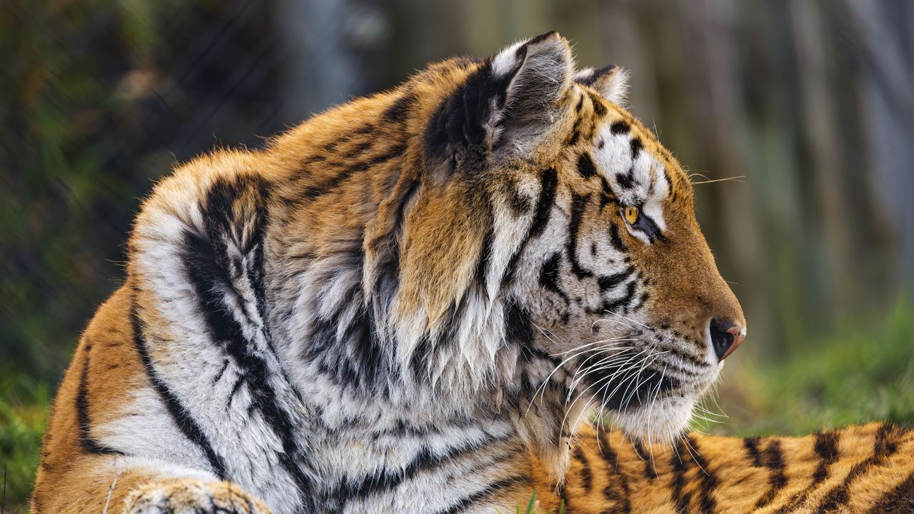Wallpaper tiger, head, predator, animal