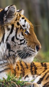 Preview wallpaper tiger, head, predator, animal