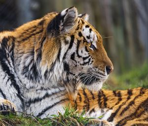 Preview wallpaper tiger, head, predator, animal