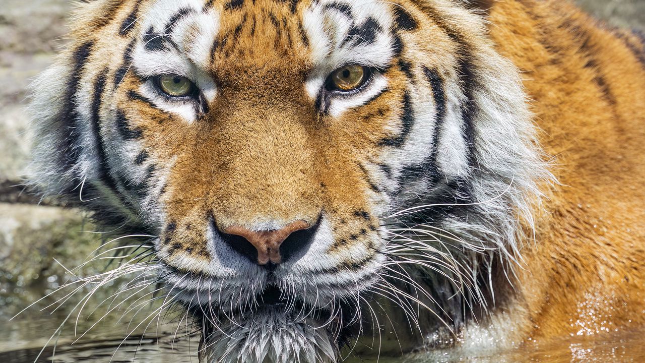 Wallpaper tiger, head, reflection, predator, big cat