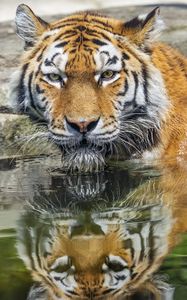 Preview wallpaper tiger, head, reflection, predator, big cat