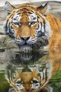 Preview wallpaper tiger, head, reflection, predator, big cat