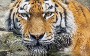 Preview wallpaper tiger, head, reflection, predator, big cat