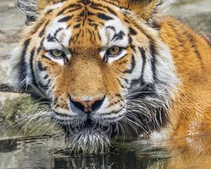 Preview wallpaper tiger, head, reflection, predator, big cat