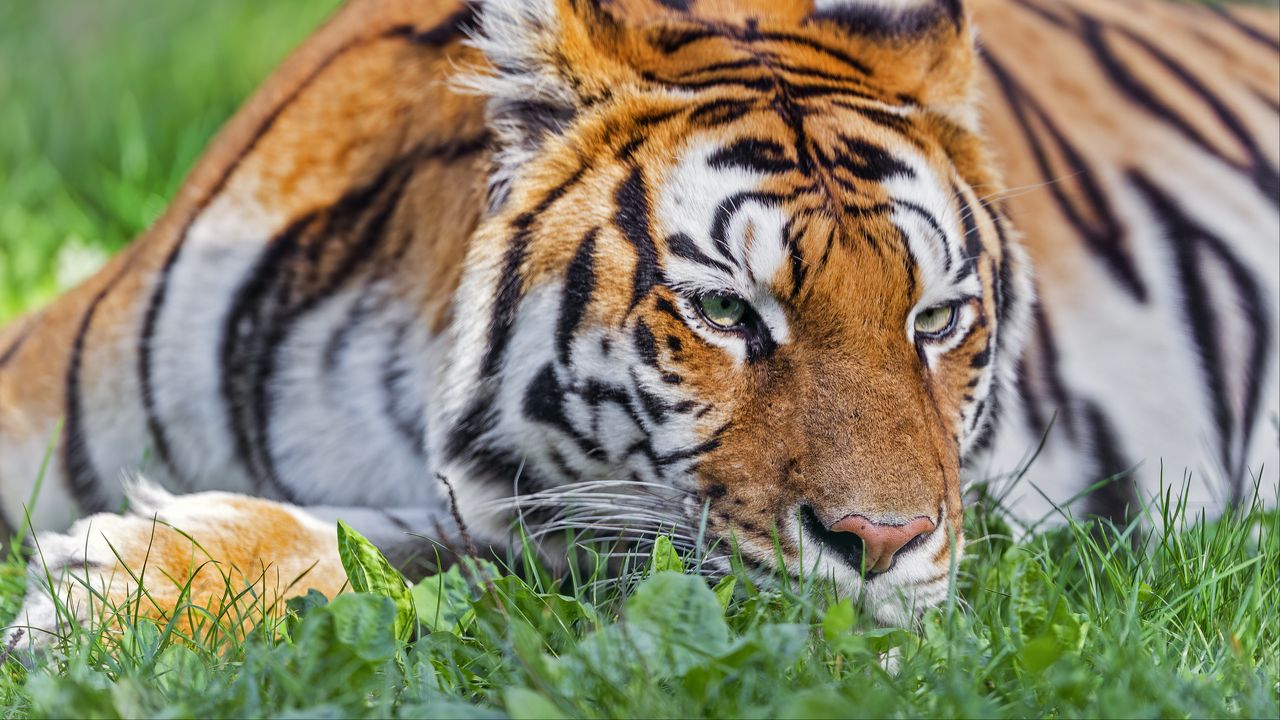 Wallpaper tiger, head, striped, big cat, grass