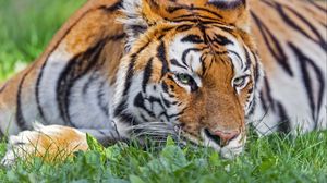 Preview wallpaper tiger, head, striped, big cat, grass