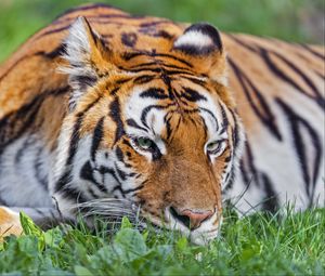 Preview wallpaper tiger, head, striped, big cat, grass