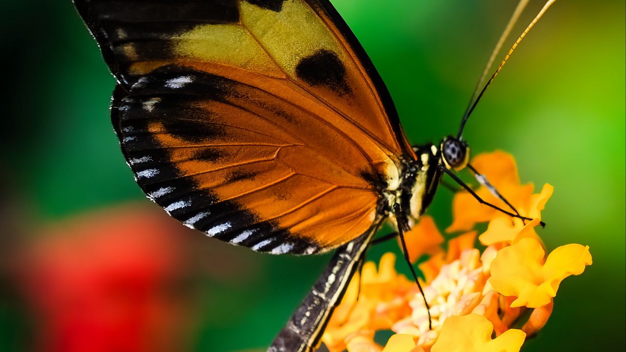 Wallpaper tiger heliconian, butterfly, macro, flower