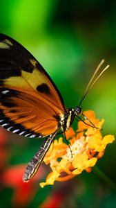 Preview wallpaper tiger heliconian, butterfly, macro, flower