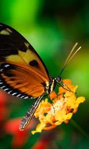 Preview wallpaper tiger heliconian, butterfly, macro, flower