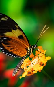 Preview wallpaper tiger heliconian, butterfly, macro, flower