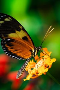 Preview wallpaper tiger heliconian, butterfly, macro, flower