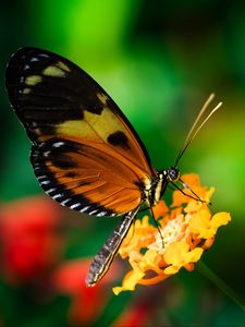 Preview wallpaper tiger heliconian, butterfly, macro, flower