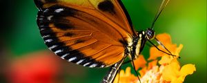 Preview wallpaper tiger heliconian, butterfly, macro, flower