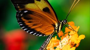 Preview wallpaper tiger heliconian, butterfly, macro, flower