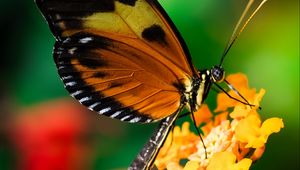 Preview wallpaper tiger heliconian, butterfly, macro, flower