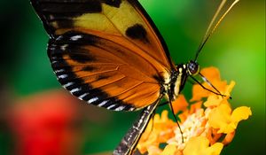 Preview wallpaper tiger heliconian, butterfly, macro, flower