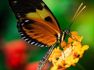 Preview wallpaper tiger heliconian, butterfly, macro, flower